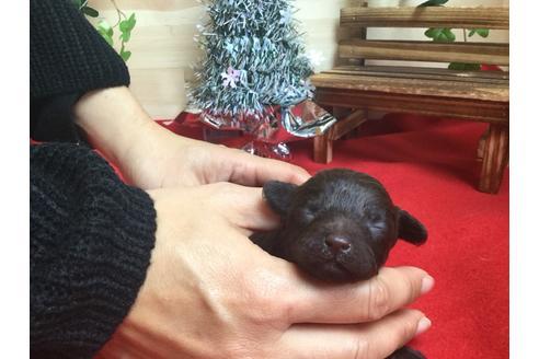 成約済の静岡県のトイプードル-62196の4枚目