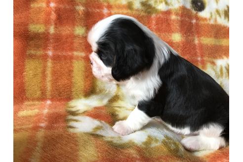 成約済の福岡県のキャバリアキングチャールズスパニエル-63199の3枚目