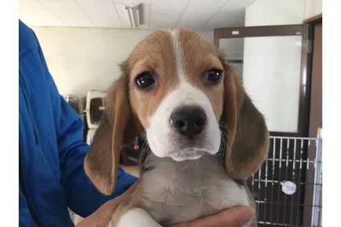 成約済の愛知県のビーグル-63259の2枚目