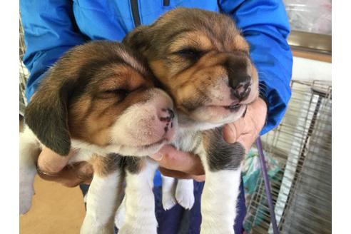 成約済の愛知県のビーグル-63260の1枚目