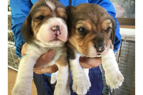 成約済の愛知県のビーグル-63261の2枚目