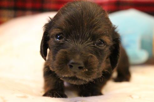成約済の愛知県のカニンヘンダックスフンド(ロングヘアード)-62632の33枚目