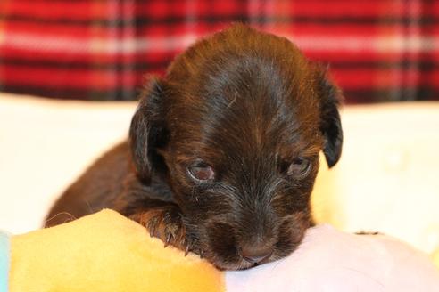 成約済の愛知県のカニンヘンダックスフンド(ロングヘアード)-62632の32枚目