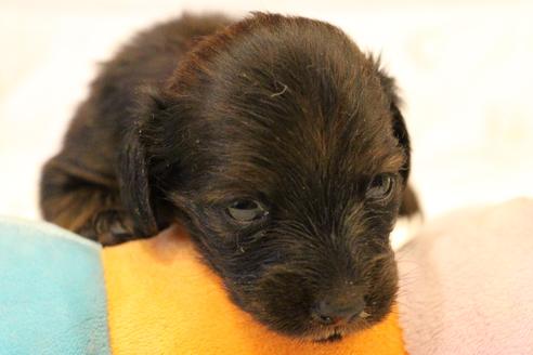 成約済の愛知県のカニンヘンダックスフンド(ロングヘアード)-62632の31枚目