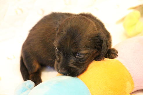 成約済の愛知県のカニンヘンダックスフンド(ロングヘアード)-62632の30枚目