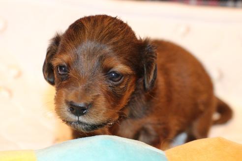 成約済の愛知県のカニンヘンダックスフンド(ロングヘアード)-62633の21枚目