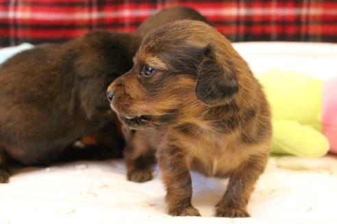 成約済の愛知県のカニンヘンダックスフンド(ロングヘアード)-62633の20枚目