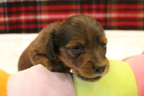 成約済の愛知県のカニンヘンダックスフンド(ロングヘアード)-62633の19枚目