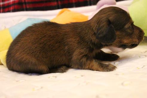 成約済の愛知県のカニンヘンダックスフンド(ロングヘアード)-62633の18枚目