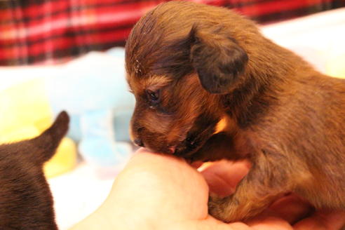成約済の愛知県のカニンヘンダックスフンド(ロングヘアード)-62633の17枚目