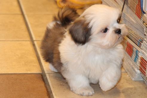 成約済の愛知県のシーズー-59823の34枚目