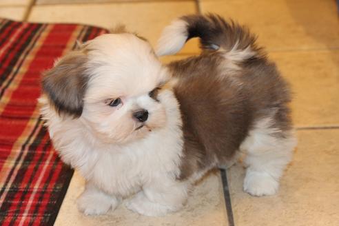 成約済の愛知県のシーズー-59823の33枚目