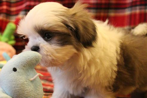 成約済の愛知県のシーズー-59823の32枚目