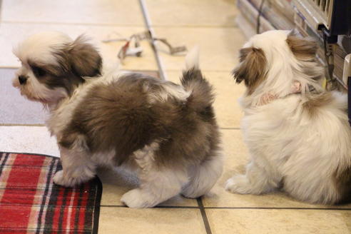 成約済の愛知県のシーズー-59823の31枚目