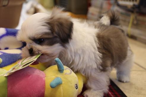 成約済の愛知県のシーズー-59823の30枚目