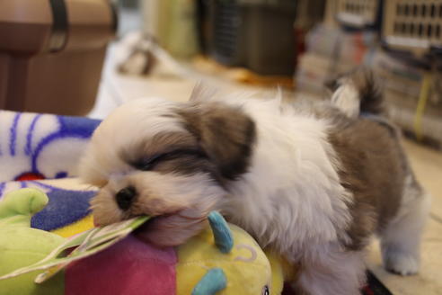 成約済の愛知県のシーズー-59823の29枚目