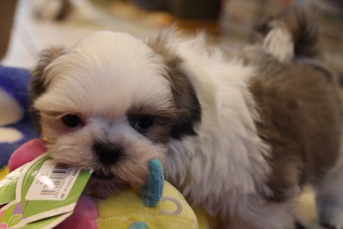 成約済の愛知県のシーズー-59823の28枚目