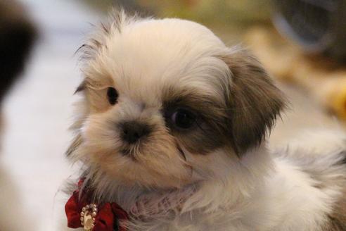 成約済の愛知県のシーズー-59825の1枚目