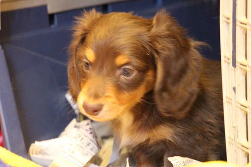 成約済の愛知県のカニンヘンダックスフンド(ロングヘアード)-60572の1枚目