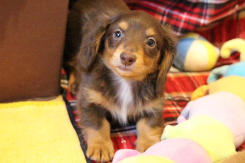 成約済の愛知県のカニンヘンダックスフンド(ロングヘアード)-60572の5枚目