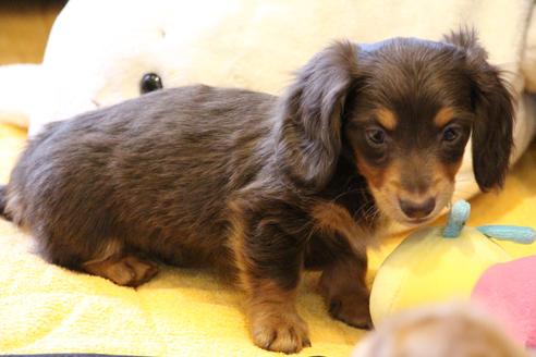 成約済の愛知県のカニンヘンダックスフンド(ロングヘアード)-60572の4枚目