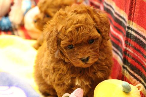 成約済の愛知県のトイプードル-61648の21枚目