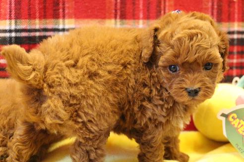 成約済の愛知県のトイプードル-61648の20枚目