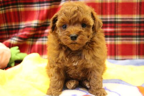 成約済の愛知県のトイプードル-61648の19枚目