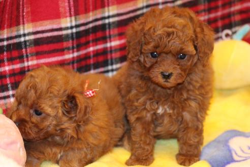 成約済の愛知県のトイプードル-61648の18枚目