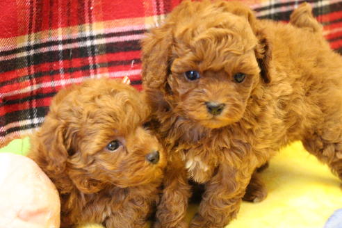 成約済の愛知県のトイプードル-61648の17枚目