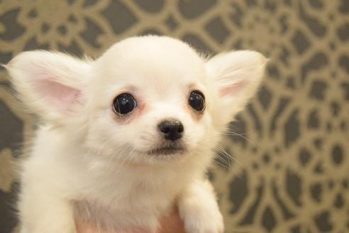 成約済の群馬県のチワワ(ロングコート)-63303の3枚目
