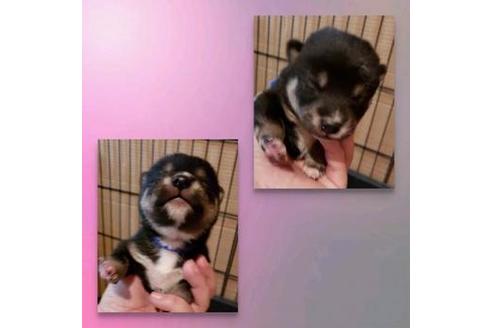 成約済の北海道の柴犬-63353の2枚目