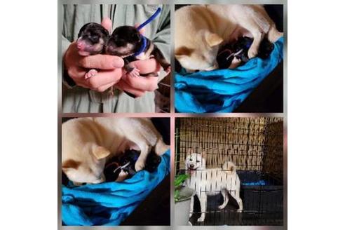 成約済の北海道の柴犬-63353の1枚目