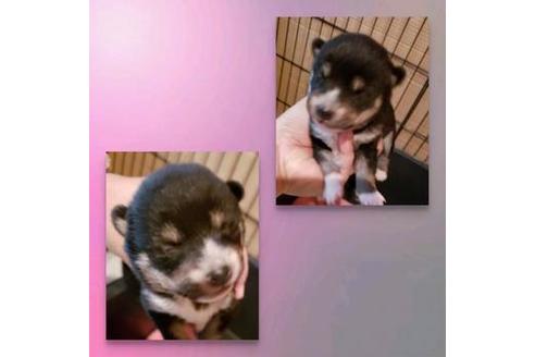 成約済の北海道の柴犬-63354の2枚目