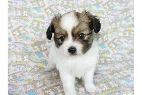 成約済の千葉県のパピヨン-63390の6枚目