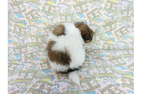 成約済の千葉県のパピヨン-63390の5枚目