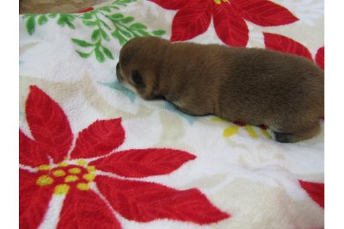 成約済の愛知県の柴犬-63438の1枚目