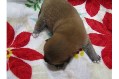 成約済の愛知県の柴犬-63443の1枚目