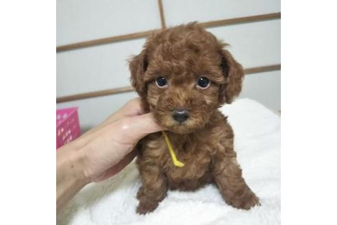 成約済の大阪府のトイプードル-63455の1枚目