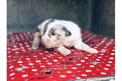 成約済の山梨県のオーストラリアンシェパード-63474の4枚目