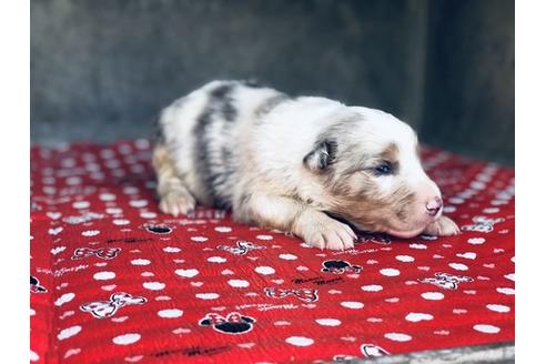 成約済の山梨県のオーストラリアンシェパード-63474の3枚目