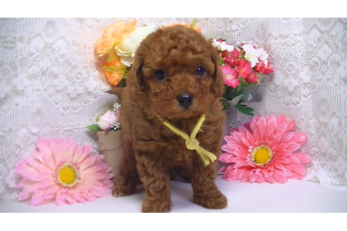 成約済の福岡県のタイニープードル-62134の5枚目