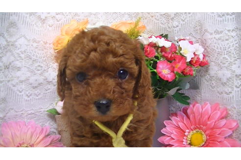 成約済の福岡県のタイニープードル-62134の4枚目