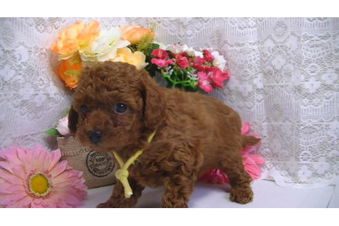 成約済の福岡県のタイニープードル-62134の3枚目