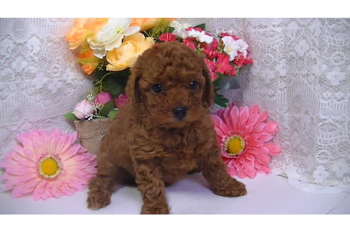 成約済の福岡県のタイニープードル-62134