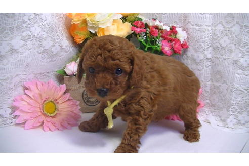 成約済の福岡県のタイニープードル-62134の2枚目