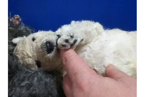 成約済の香川県のスタンダードプードル-63497の4枚目