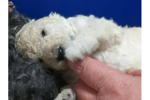 成約済の香川県のスタンダードプードル-63497の3枚目