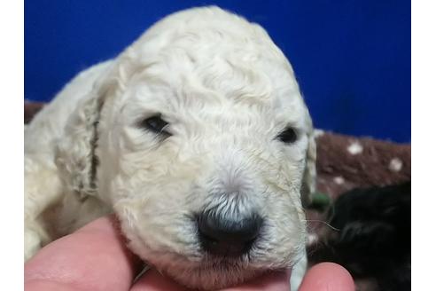 成約済の香川県のスタンダードプードル-63497の2枚目