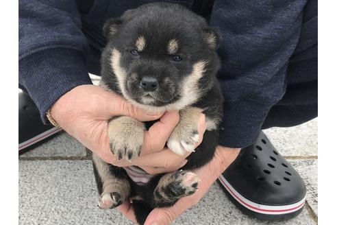 成約済の長崎県の柴犬-63506の14枚目